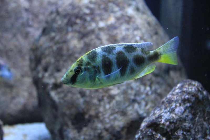 Nimbochromis venustus 'Luwala Reef'